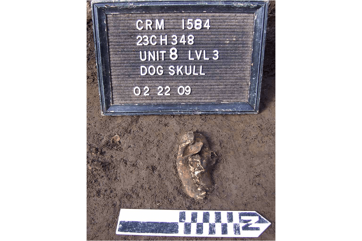 prehistoric dog skull site - professional cultural resources management services firm illinois